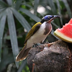 Blue-faced Honeyeater