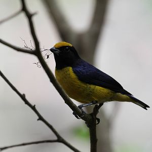 Another Jungle Jewels ID Needed