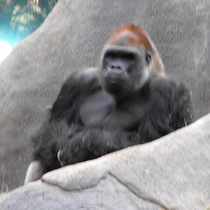 Silverback Gorilla