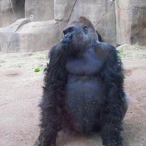 Gorilla