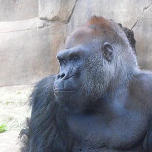Male Gorilla