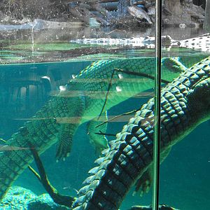 Gharials