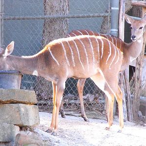 Lesser Kudu (Ammelaphus imberbis)