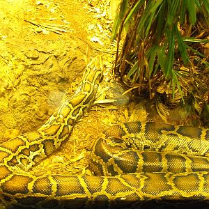 Burmese Python