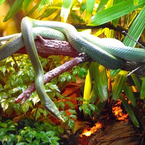 Green Vine Snake (Oxybelis fulgidus)