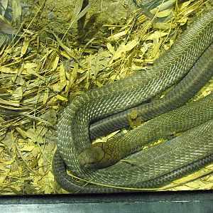 King Cobra (Ophiophagus hannah)