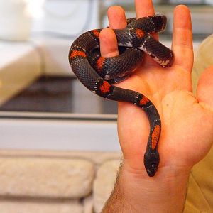 Grey-Banded Kingsnake (Lampropeltis alterna)