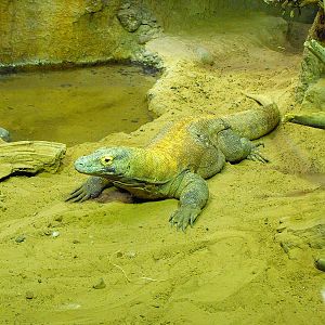 Komodo Dragon