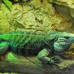 Blue Iguana (Cyclura lewisi)