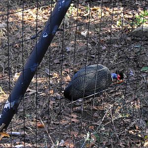 Crested Guineafowl (Guttera pucherani)