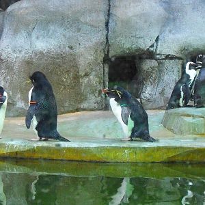 African and Western Rockhopper Penguinis