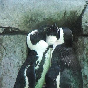 African Penguins
