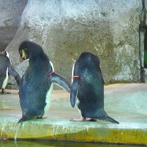 Western Rockhopper Penguin