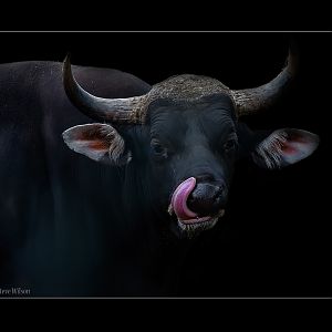 Bull Banteng