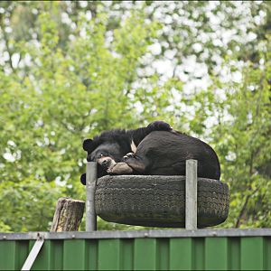 Asian black bear at Thüle