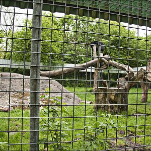 Asian black bear exhibit at Thüle