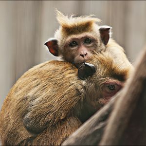 Toque macaque at Thüle
