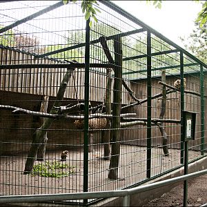 Toque macaque exhibit at Thüle