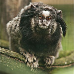 Black tufted-ear marmoset at Thüle