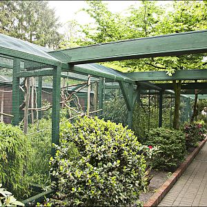 Marmoset-area at Thüle