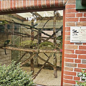 Marmoset-area at Thüle