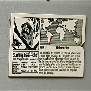 Black tufted-ear marmoset sign at Thüle