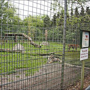Tiger exhibit at Thüle