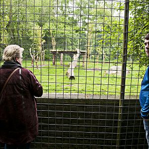 Tiger viewing at Thüle