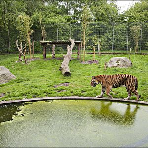 Tiger exhibit at Thüle