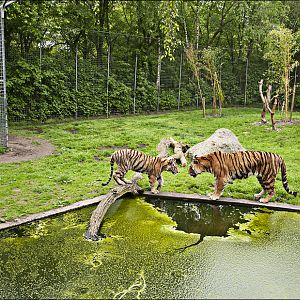 Tiger exhibit at Thüle