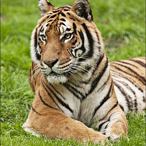 Hybrid tiger at Thüle