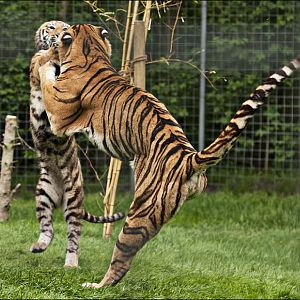 Hybrid tigers at Thüle