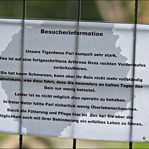 Tiger singn at Thüle