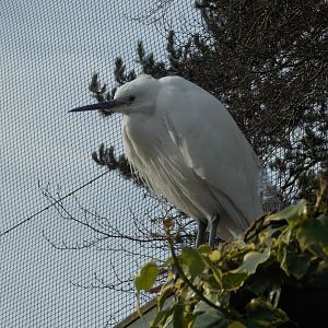 Little Egret 15/3/13