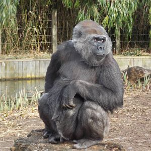 Western Lowland Gorilla 15/3/13
