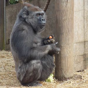 Western Lowland Gorilla 15/3/13