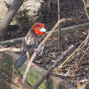 Brown-breasted Barbet 15/3/13