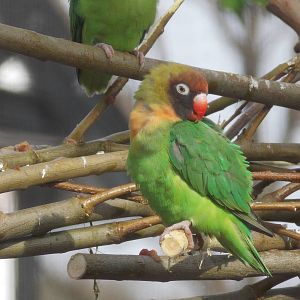 Black-cheeked lovebird 15/3/13