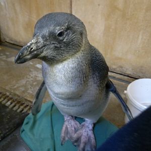 Juvenile African Penguin 1/4/13