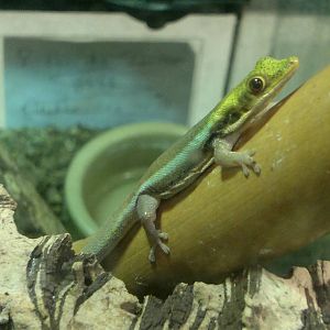 Day gecko sp? 15/3/12