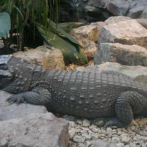 Dwarf crocodile 15/3/12