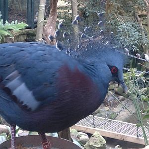 Victoria Crowned Pigeon 15/3/12