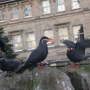 Inca Terns 14/1/13