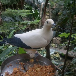 Pied Imperial Pigeon 17/7/12