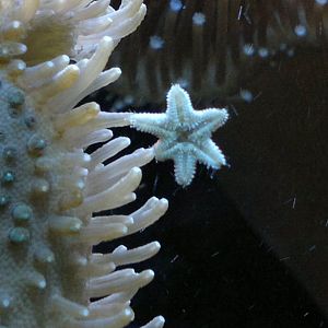 Tiny starfish!