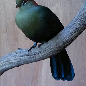 Fischers Turaco 17/12/12