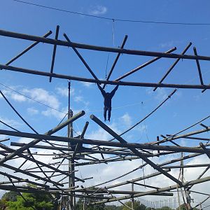 Agile Gibbon 14/8/11