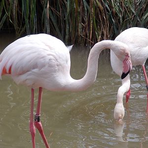 Greater Flamingo 18/5/13