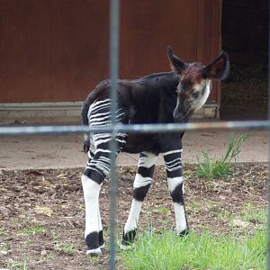 Okapi calf 18/5/13