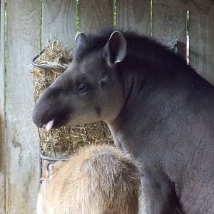 Brazilian Tapir 18/5/13